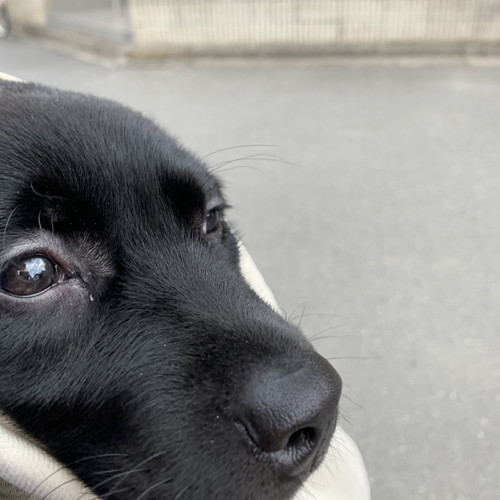 いぬの社会化？