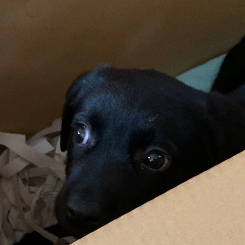 はじめて家に来た日