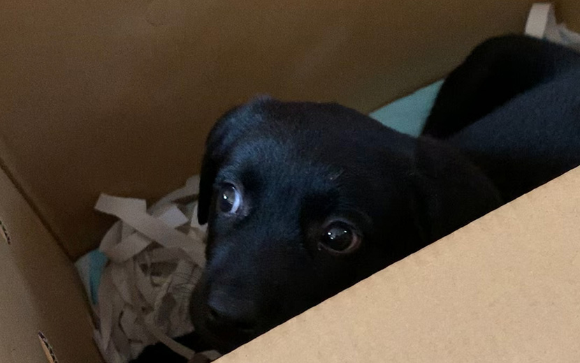 はじめて家に来た日