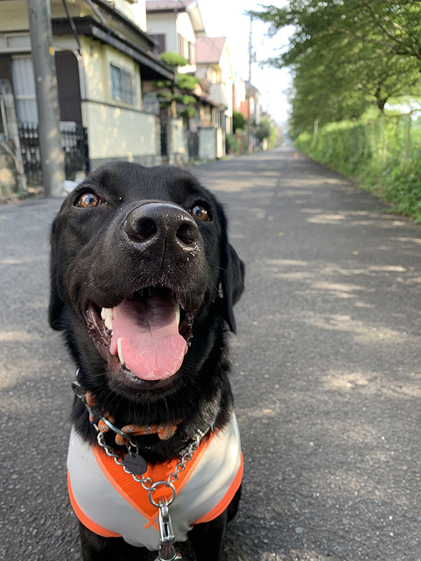 それでも散歩は楽しい